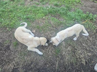 Turkish Kangal x Pyranese Mountain Dog puppies in Galway