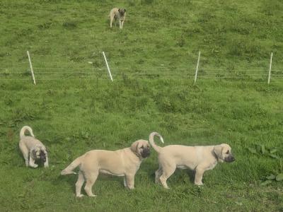 Turkish Kangal x Pyranese Mountain Dog