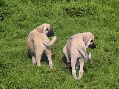 Turkish Kangal x Pyranese Mountain Dog