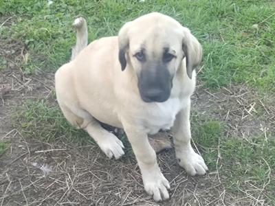 Turkish Kangal x Pyranese Mountain Dog puppies in Galway