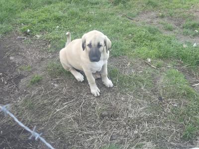 Turkish Kangal x Pyranese Mountain Dog
