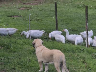 Turkish Kangal x Pyranese Mountain Dog