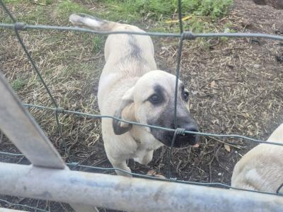 Turkish Kangal x Pyranese Mountain Dog