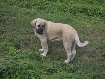 Turkish Kangal x Pyranese Mountain Dog