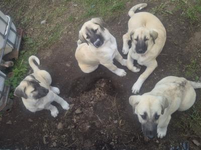 Turkish Kangal x Pyranese Mountain Dog puppies in Galway