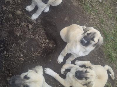 Turkish Kangal x Pyranese Mountain Dog