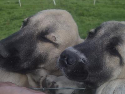 Turkish Kangal x Pyranese Mountain Dog
