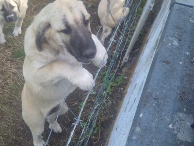 Turkish Kangal x Pyranese Mountain Dog puppies in Galway