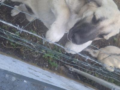 Turkish Kangal x Pyranese Mountain Dog