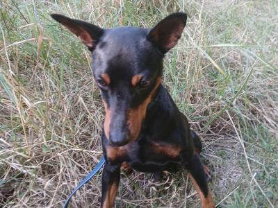 IKC Registered male Miniature Pinscher 3 years old in Dublin