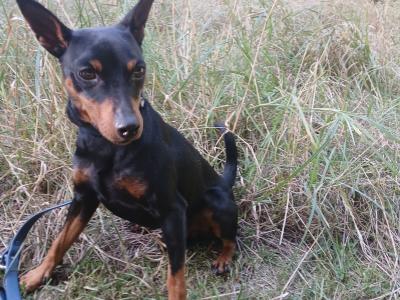 IKC Registered male Miniature Pinscher 3 years old in Dublin