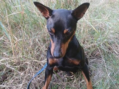 IKC Registered male Miniature Pinscher 3 years old in Dublin