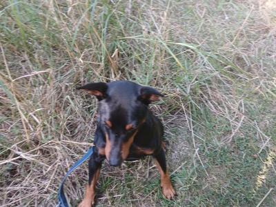IKC Registered male Miniature Pinscher 3 years old in Dublin