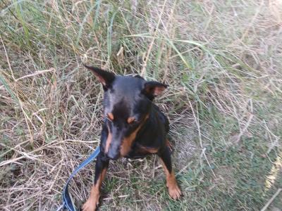 IKC Registered male Miniature Pinscher 3 years old in Dublin