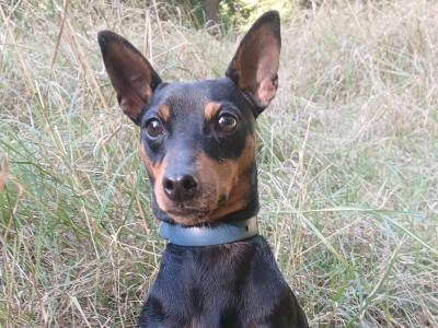 IKC Registered male Miniature Pinscher 3 years old in Dublin