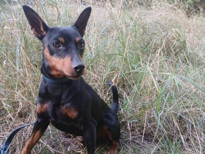 IKC Registered male Miniature Pinscher 3 years old in Dublin
