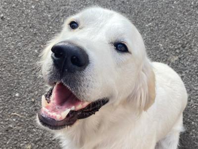 1 Year Old Golden Retriever Finn