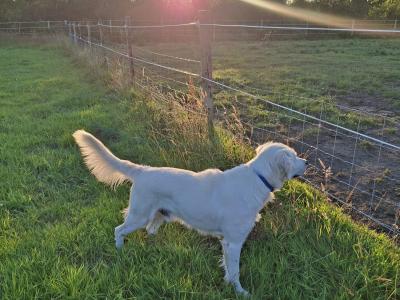 1 Year Old Golden Retriever Finn