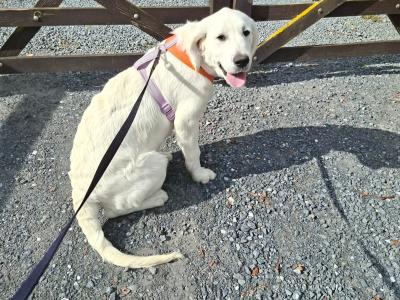 1 Year Old Golden Retriever Finn