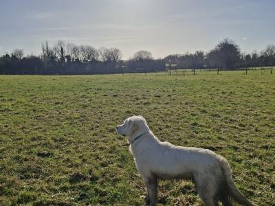 1 Year Old Golden Retriever Finn
