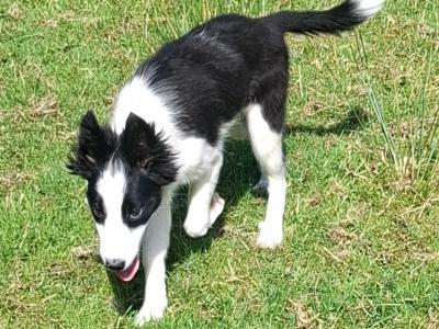 Male Border Collie 'Sheepdog' puppy in Kerry