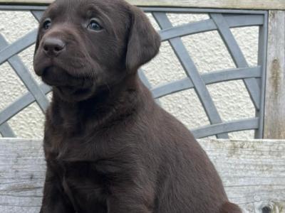 Labrador puppies in Offaly