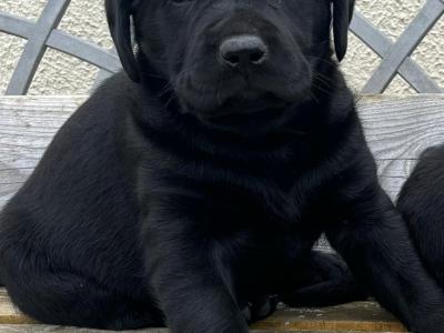 Labrador puppies in Offaly