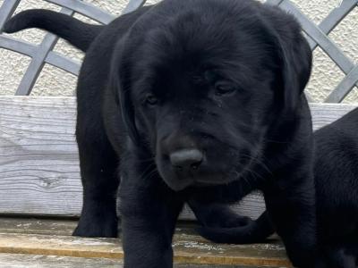 Labrador puppies in Offaly