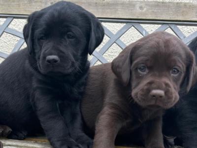 Labrador puppies in Offaly