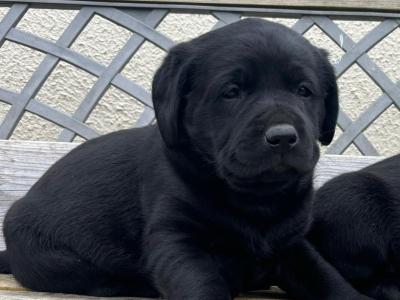 Labrador puppies in Offaly