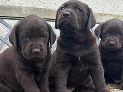 Labrador puppies in Offaly