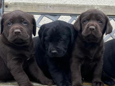 Labrador puppies in Offaly