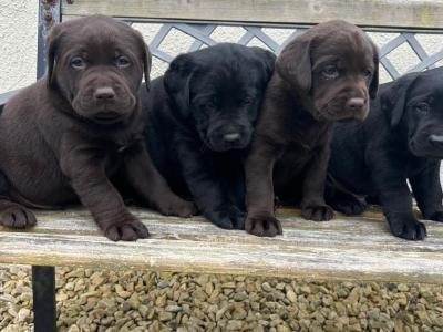 Labrador puppies in Offaly