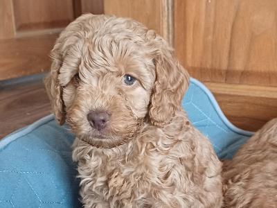 Minature Cockapoo puppies in Sligo
