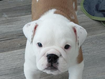 English Bulldog puppies in Tyrone
