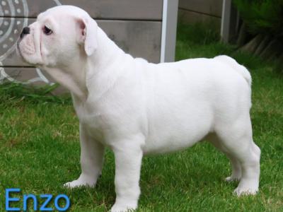 English Bulldog puppies in Tyrone