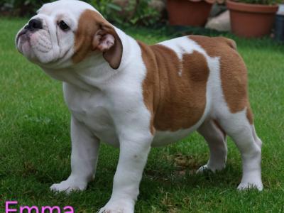 English Bulldog puppies in Tyrone