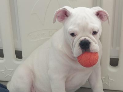 English Bulldog puppies in Tyrone