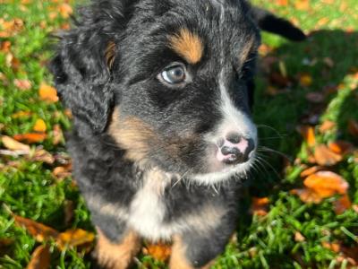 Golden Mountain Dog puppy’s