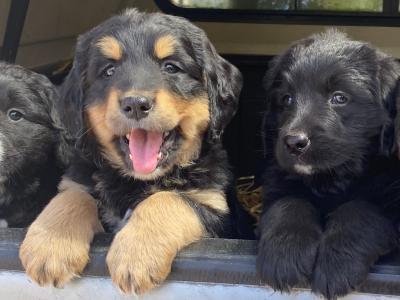 Golden Mountain Dog puppies in Galway