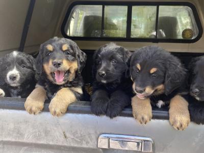 Golden Mountain Dog puppy’s