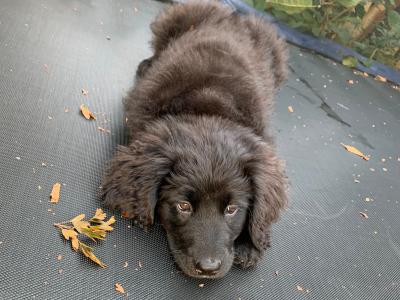 Golden Mountain Dog puppies in Galway