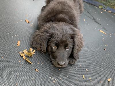Golden Mountain Dog puppy’s