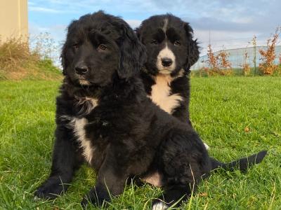 Golden Mountain Dog puppy’s