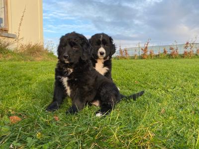 Golden Mountain Dog puppies in Galway