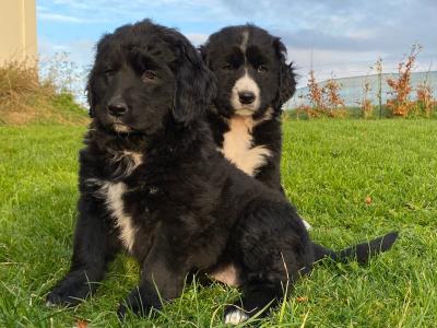 Golden Mountain Dog puppies in Galway