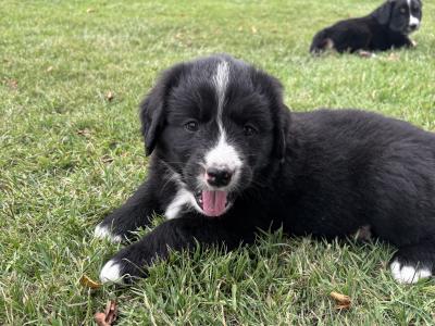 Golden Mountain Dog puppy’s