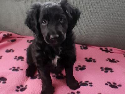 1 beautiful Smooth Coat male Cockapoo puppy left for sale in Waterford