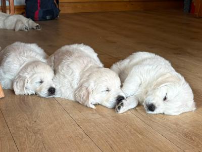 Beautiful IKC Registered, Pedigree Golden Retriever puppies in Galway