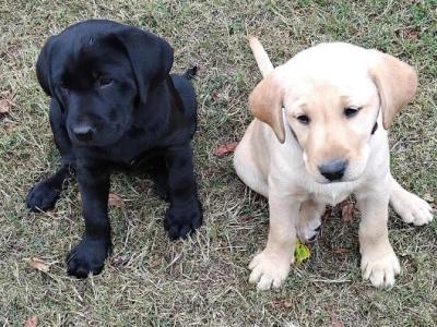 Superb Ladrador puppies in Cork